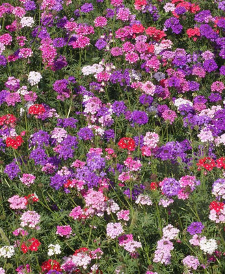 ORAKLE VERBENA Flower Mixed Seed(80 per packet)