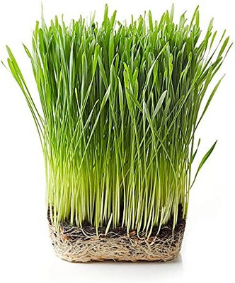 Aywal Wheat Seed(500 per packet)