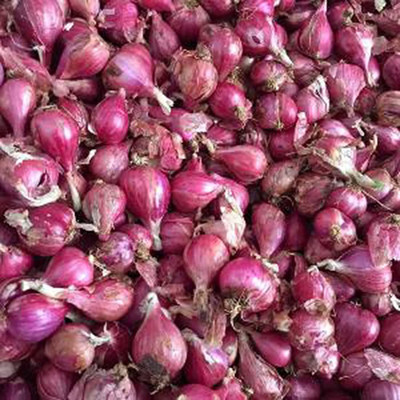 CYBEXIS Nasik Onion Seeds2000 Seeds Seed(2000 per packet)