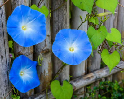 ZIXA Ipomoea purpurea Seed(10 per packet)