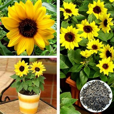 Greenfall Hybrid Mini Sunflower Seeds (33 Seeds) for All-Season Garden Growth Seed(30 per packet)