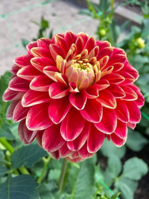 CYBEXIS Giant Dahlia Flower Seeds Seed(50 per packet)