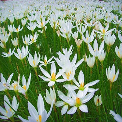 CYBEXIS XLR-74 - White Rain Lily Zephyr Lilies - (540 Seeds) Seed(540 per packet)