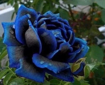 Qualtivate ICRA-3A Midnight Blue Rose Black and Blue Petals Seed(25 per packet)