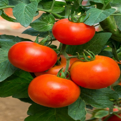 VRAKSHA Cherry Tomato Tamatar Seed(500 per packet)