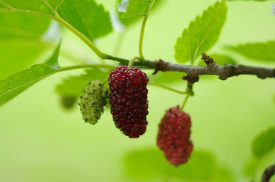 XOLDAA sweet mulberry fruit seeds Seed(25 per packet)