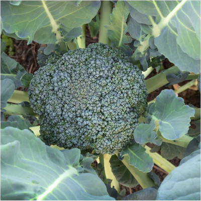 VibeX VXI-53 - Calabrese Green Broccoli - (1350 Seeds) Seed(1350 per packet)