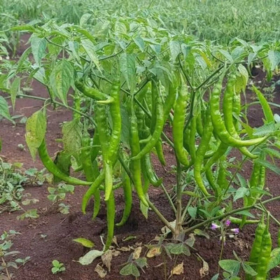 Farmonix Green long Variety Green Chilli Seed(1200 per packet)