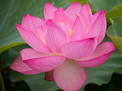 Rawmest lotus,kamal gatta Seed(10 per packet)