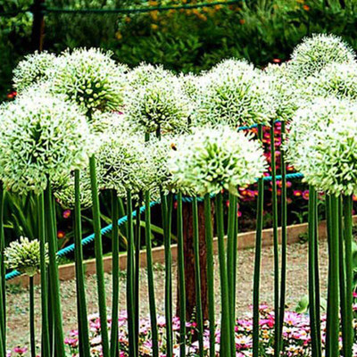 VibeX ® LXI-1039 Giant Onion Seeds Allium Giganteum Flower Seed(1000 per packet)
