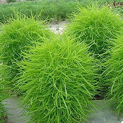 Lorvox Kochia Seed(10 per packet)
