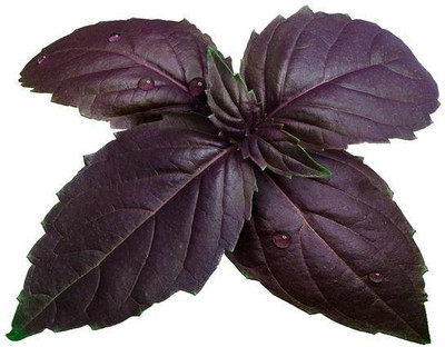 CYBEXIS BASIL PURPLE SEEDS1000 Seeds Seed(1000 per packet)