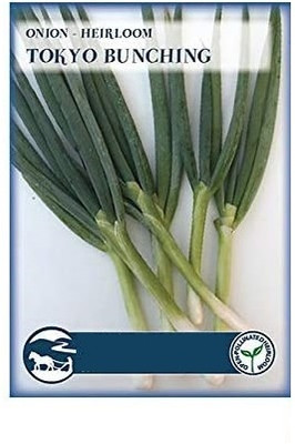 KNESSiN Tokyo Bunching Onion Seed(200 per packet)