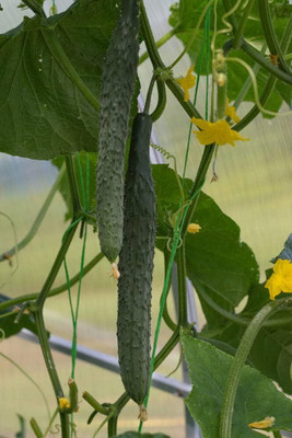 Qualtivate HUA-7A Long Green Cucumber Seeds Seed(300 per packet)