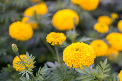GreenHorizon marigold/gende ka phool flower seeds Seed(25 per packet)