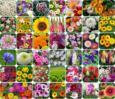 Aero Seeds Combo of 40 variety 3500+ flower with instruction manual. Seed(25 g)