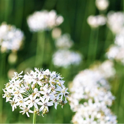 Qualtivate PUAS-2A Garlic Chive Heirloom Herb Seed Seed(300 per packet)