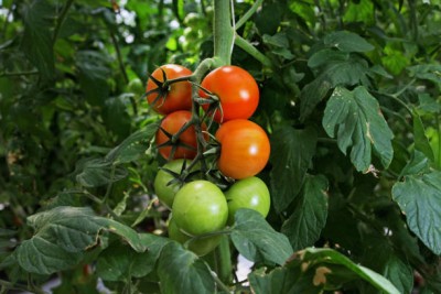 PlantaZee tomato Seed(75 per packet)