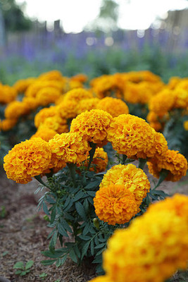 Natures Yard marigold/gende ka phool flower seeds Seed(50 per packet)