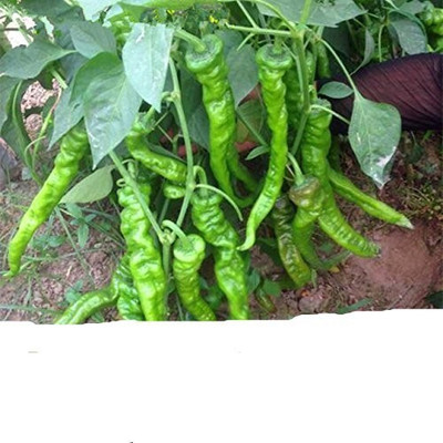 SBGARDEN CHILLI Seed(60 per packet)