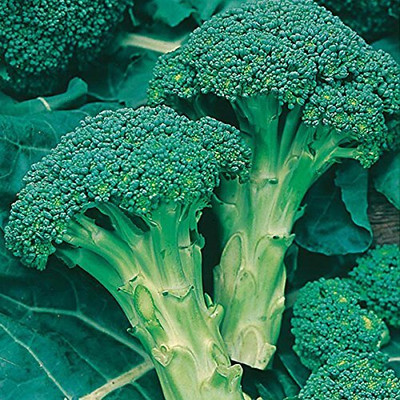 WILLVINE MAH -XII Festive Broccoli F-1 Hybrid [5g] Seed(1500 per packet)
