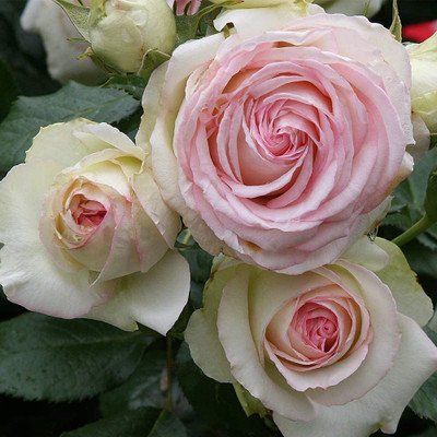 CYBEXIS LXI-73 - Climbing Rose by Roses - (100 Seeds) Seed(100 per packet)