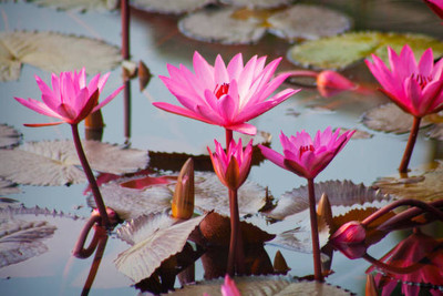 BrijBooti lotus,kamal gatta Seed(11 per packet)