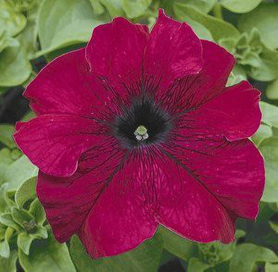 CYBEXIS PETUNIA GRANDIFLORA BURGUNDY VARIETY Seed(50 per packet)