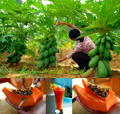 the green dotcom PAPAYA Seed(105 per packet)