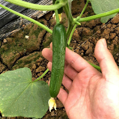 CYBEXIS Vegetable Seeds Green Doll Fruit Cucumber Seeds2000 Seeds Seed(2000 per packet)