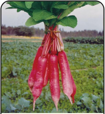 CYBEXIS Chinese Pink Radish600 Seeds Seed(600 per packet)