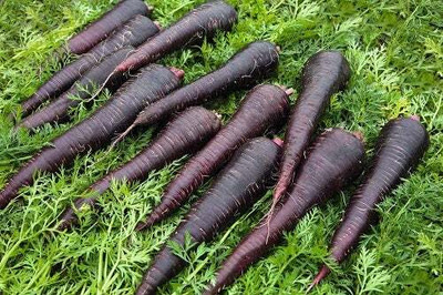 Flipkart SmartBuy Carrot Black Long Seed(40 per packet)
