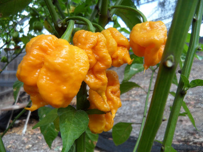 Biosnyg Open-Pollinated Hot Yellow Primo Pepper Seeds For Gardening-(4000 Seeds) Seed(4000 per packet)