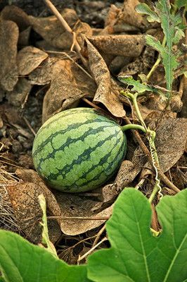 KANAYA Water Melon Seed(150 per packet)