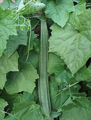 VibeX GBPUT-78 - Luffa Tori / Ridge Gourd - (300 Seeds) Seed(300 per packet)