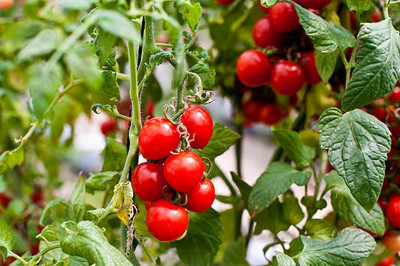 SLS tomato Seed(90 per packet)