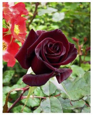 greenfarm NXZ- Fragrant Rose Flower Seeds/ Gulab Seeds , 60 X Seeds , Gulab100 Seed(60 per packet)