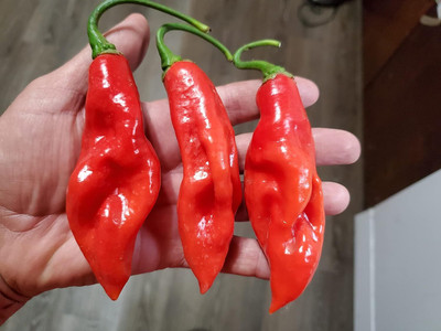 Biosnyg F1 Hybrid Trinidad Pimento Hot Pepper Vegetable Seeds For Planting-(2000 Seeds) Seed(2000 per packet)