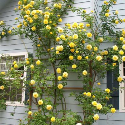 CYBEXIS HUA-48 - Yellow Climbing Rose - (100 Seeds) Seed(100 per packet)