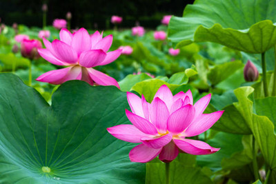 KOO Retails lotus,kamal gatta Seed(14 per packet)