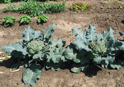 CYBEXIS KGF -71 - Diccio Broccoli - (1350 Seeds) Seed(1350 per packet)
