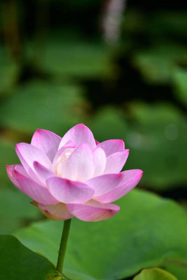 gelunix lotus,kamal seeds Seed(12 per packet)