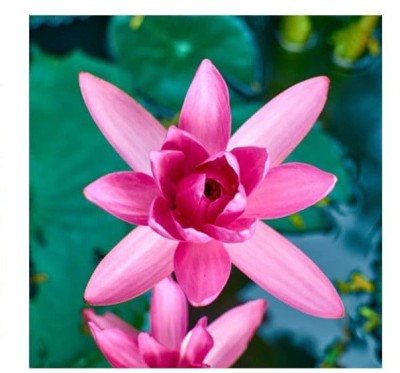 CYBEXIS VXI-19 - Lotus Water Lily Flower - (30 Seeds) Seed(30 per packet)