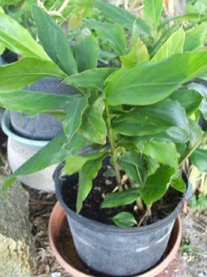 CYBEXIS XL-97 - Green Cardamom Choti Elaichi - (180 Seeds) Seed(180 per packet)