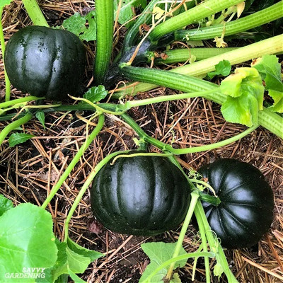 wequality Hybrid black sweet pumpkin seeds for planting for home garden Seed(10 per packet)