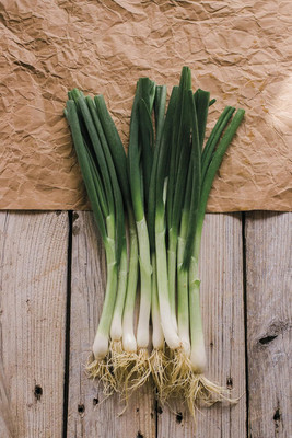 KNESSiN F1 Hybrid Matrix White Spring Onion Seeds For Kitchen Gardening-(1200 Seeds) Seed(1200 per packet)