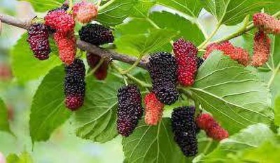 Oliver MULBERRY (shshatoot) fruit seeds Seed(139 per packet)