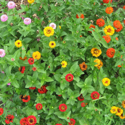 Arshiayat Zinnia Mixed hybrid Flower Seed Seed(25 per packet)