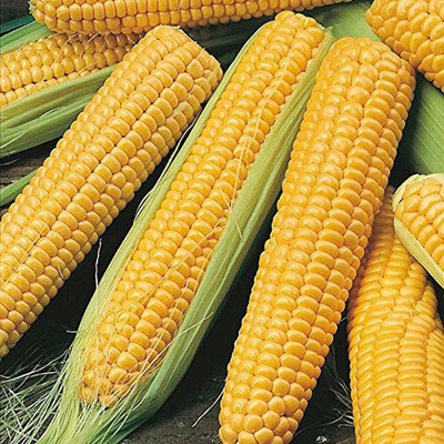 SUAA maize makka High Germination Seed(20 per packet)