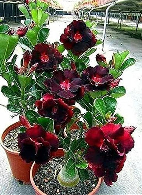 CRGO ADENIUM Seed(65 per packet)